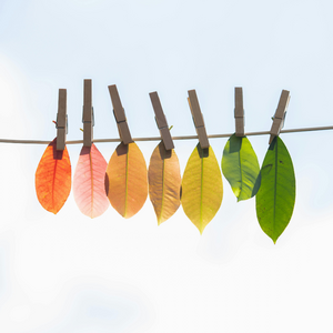 Blätter verschiedener Farben